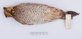 Media type: image;   Ornithology 203627